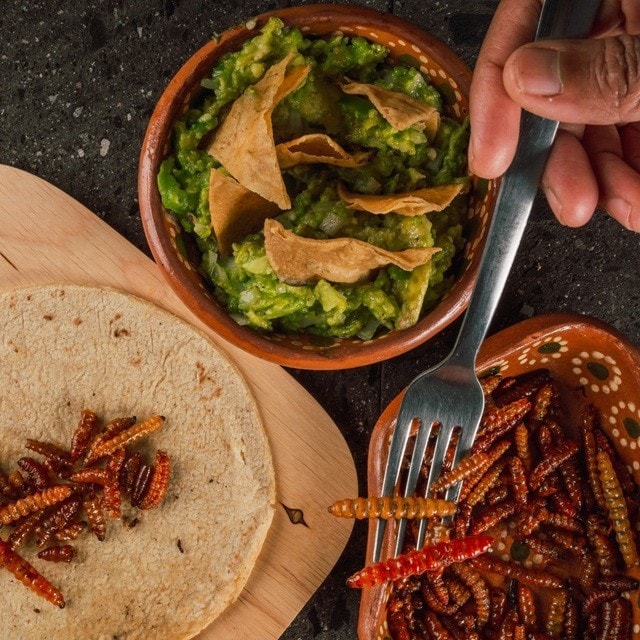Mano sirviendo chinicuiles sobre una tortilla para preparar un taco, junto a un bol de tortillas con guacamole. Mano sirviendo chinicuiles sobre una tortilla para preparar un taco, junto a un bol de tortillas con guacamole.