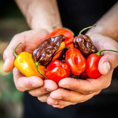 Dos manos abiertas en forma de concha, sosteniendo diferentes tipos de chiles mexicanos. Dos manos abiertas en forma de concha, sosteniendo diferentes tipos de chiles mexicanos.