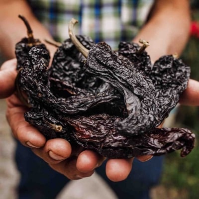 Dos manos ahuecadas sosteniendo un puñado de chiles anchos. Dos manos ahuecadas sosteniendo un puñado de chiles anchos.