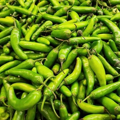 La imagen muestra varios chiles chilacas, todavía verdes, les falta madurar más. La imagen muestra varios chiles chilacas, todavía verdes, les falta madurar más.