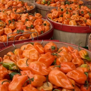 Muchos chiles habaneros recién cosechados, colocados en canastos de madera.