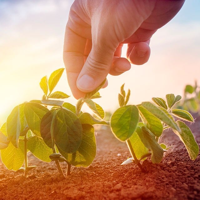 Los Ciclos Agrícolas