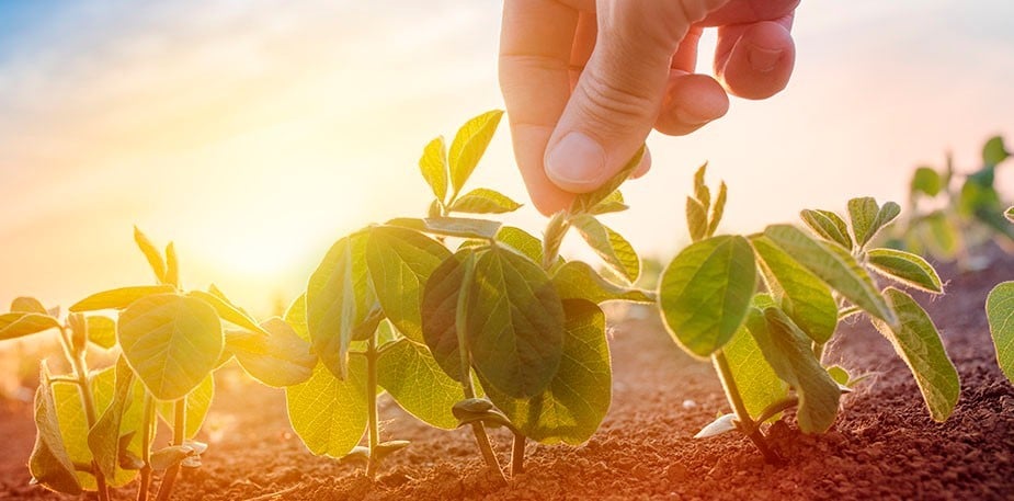 Los Ciclos Agrícolas