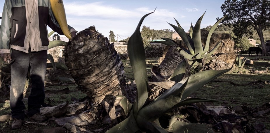 El Pulque, la Bebida mexicana que ya es un Must