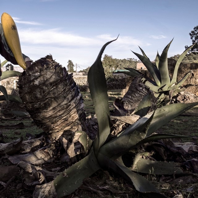 El Pulque, la Bebida mexicana que ya es un Must