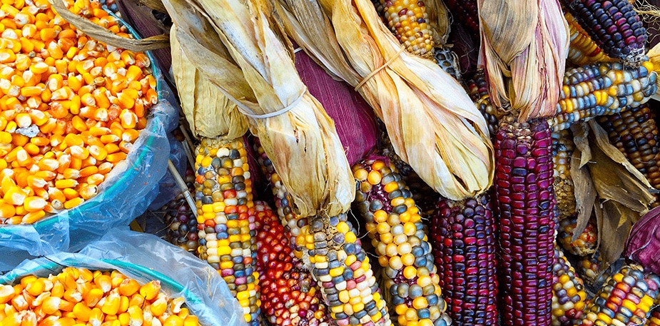 Tipos de maíces y platillos mexicanos preparados con este cereal 