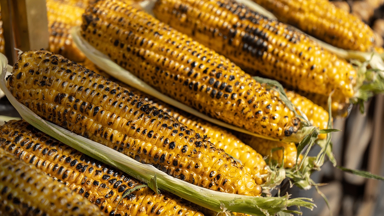 cooked corn cooked corn