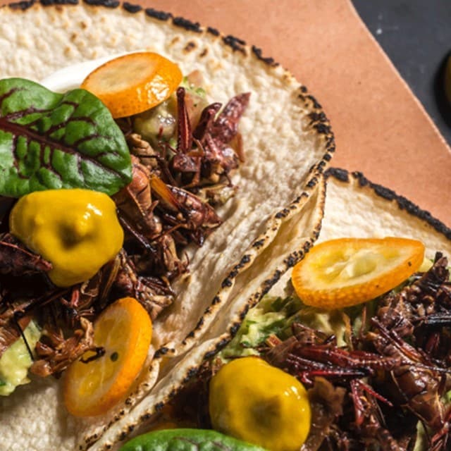 Entomofagia: Insectos Protagonistas de tus Platillos