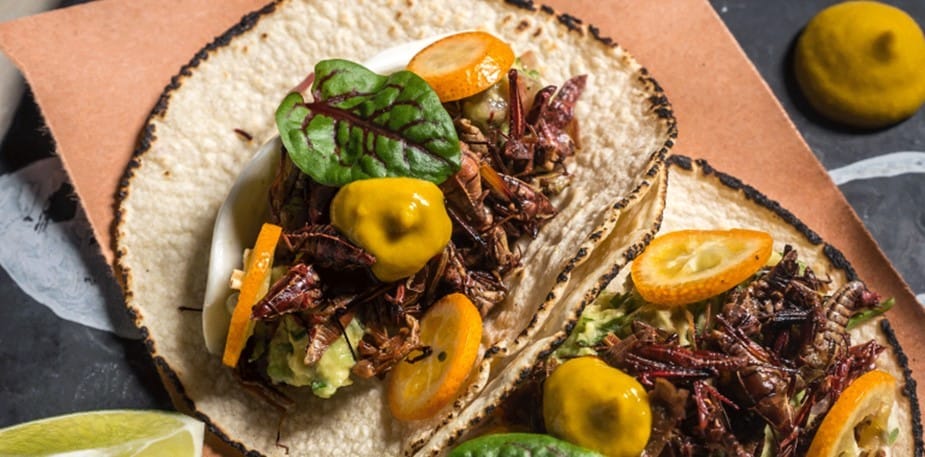 Entomofagia: Insectos Protagonistas de tus Platillos