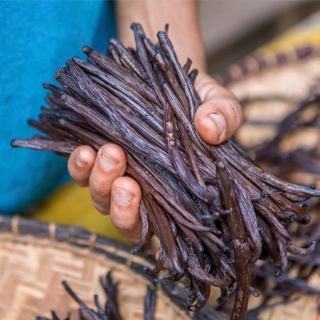 mano de hombre sosteniendo vainas de vainilla, producción de vainilla de Papantla