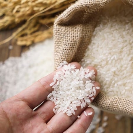 : mano de hombre sosteniendo vainas de vainilla, producción de vainilla de Papantla