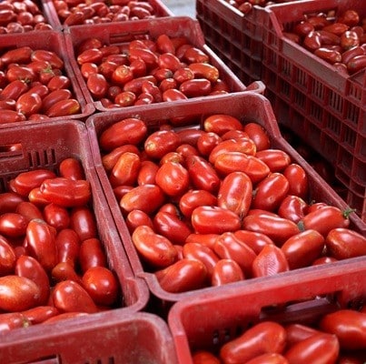 tomatoes for making tomato sauce