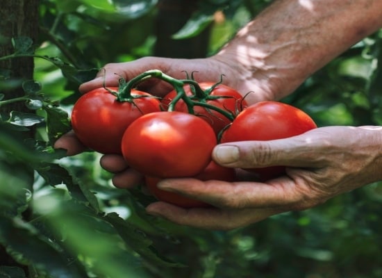 Tomate, un excelente ingrediente base para elaborar guisados Tomate, un excelente ingrediente base para elaborar guisados