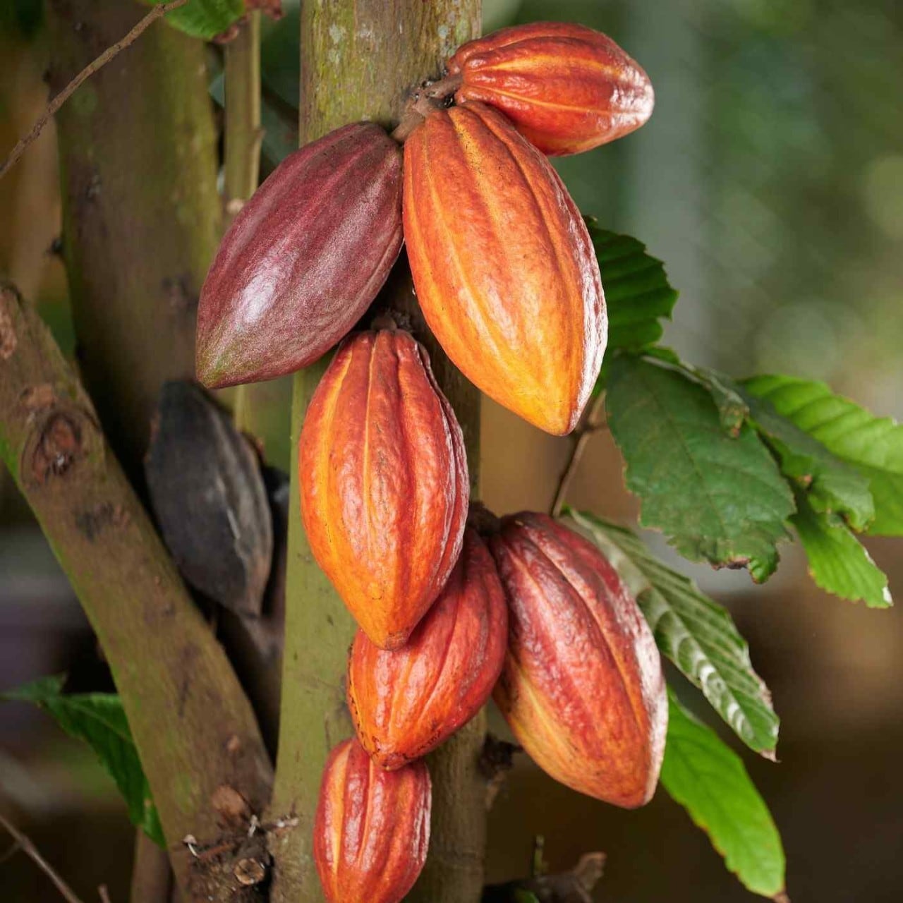 Cultivo de cacao Cultivo de cacao