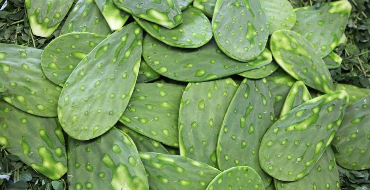 Nopal, un ingrediente esencial de la tradición culinaria en México 