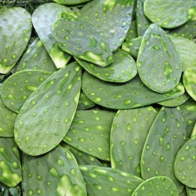 Varios trozos sueltos de nopal. Varios trozos sueltos de nopal.