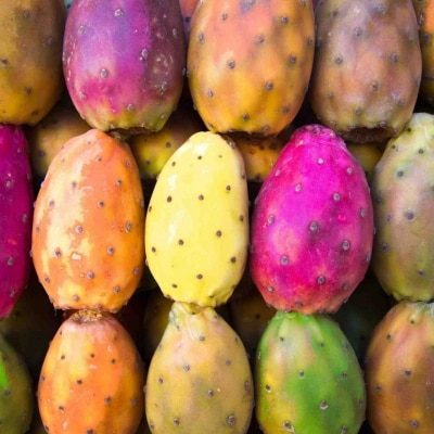 Diferentes tipos de colores de Nopal, ya sin espinas. Diferentes tipos de colores de Nopal, ya sin espinas.