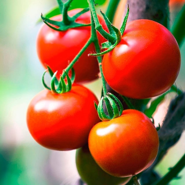 Temporalidad del Jitomate