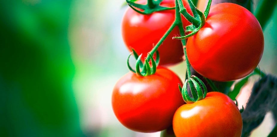 Temporalidad del Jitomate