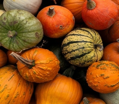 Diferentes tipos de calabazas redondas y con cabo, entre las que las hay con cáscara naranja, verde, amarilla y con rayas. 