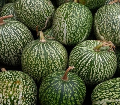 Varias unidades de chilacayote, un tipo de calabaza mexicana con piel verde oscuro con manchas alargadas blancas.